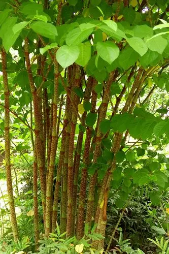 Can resveratrol help with skin elasticity and wrinkle reduction?